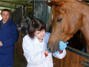 Qu'est-ce que la gourme ?