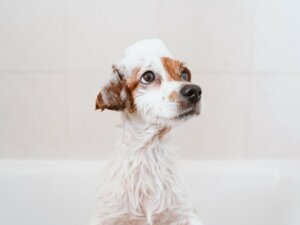 Premier bain d'un chiot : quand et comment ?