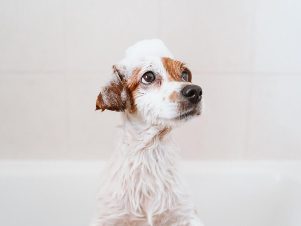 Premier bain d'un chiot : quand et comment ?