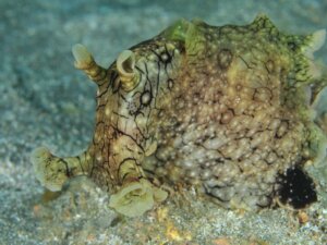 Lièvre de mer : habitat et caractéristiques