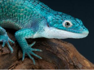 13 reptiles menacés