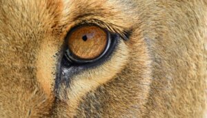 Les placentaires : types et caractéristiques