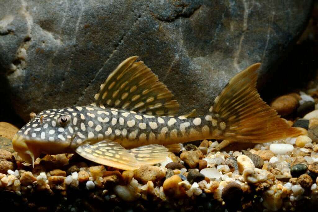 Des nettoyeurs naturels pour votre aquarium