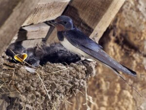 Comment nourrir une hirondelle ?