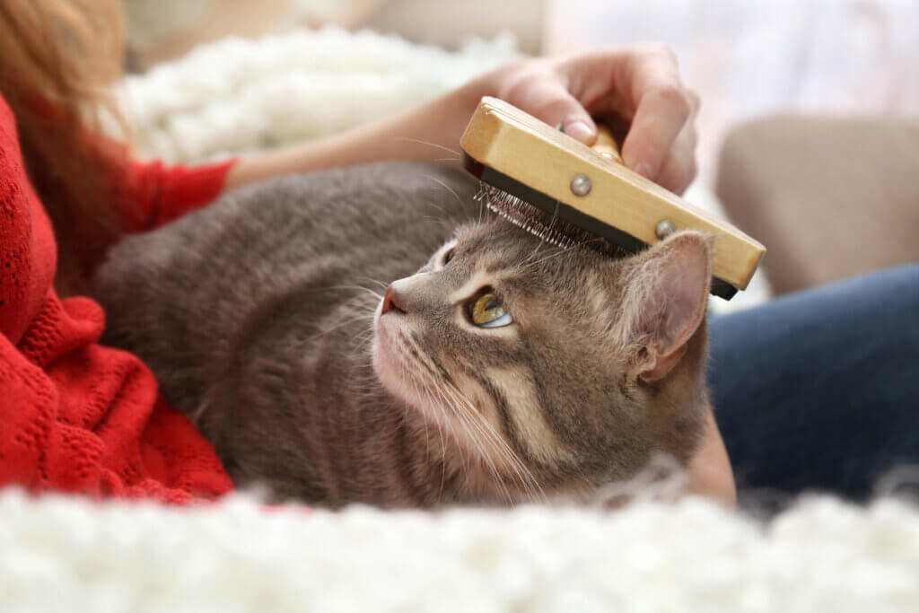 Comment démêler les nœuds dans les poils de votre chat ?