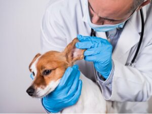 Mon chien a les oreilles gonflées : que faire ?