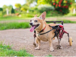Orthopédie pour chiens : tout ce que vous devez savoir