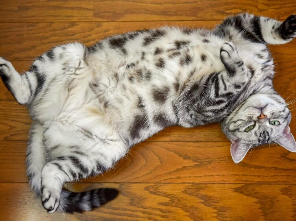 Qu'est-ce que la poche primordiale chez les chats ?