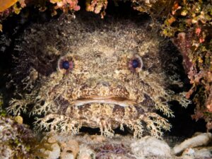 Poisson-crapaud : habitat et caractéristiques