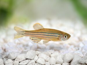 Les soins à prodiguer au poisson-zèbre
