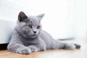 13 races de chats dont vous ignoriez l'existence