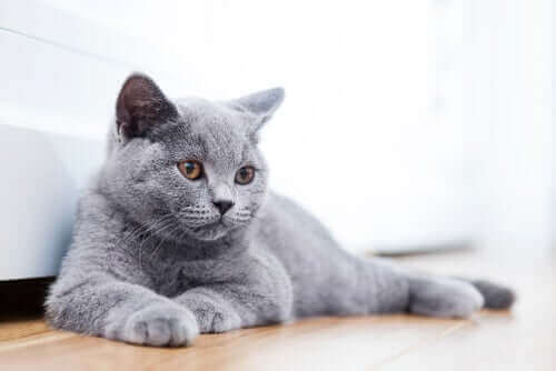 13 races de chats dont vous ignoriez l'existence