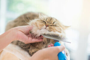 4 conseils pour les soins de la peau des chats