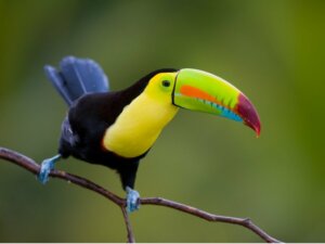 Diverses espèces de toucans