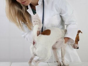 Tumeur périanale chez le chien : symptômes et traitement