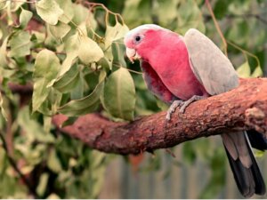 Cacatoès rosalbin : habitat et caractéristiques