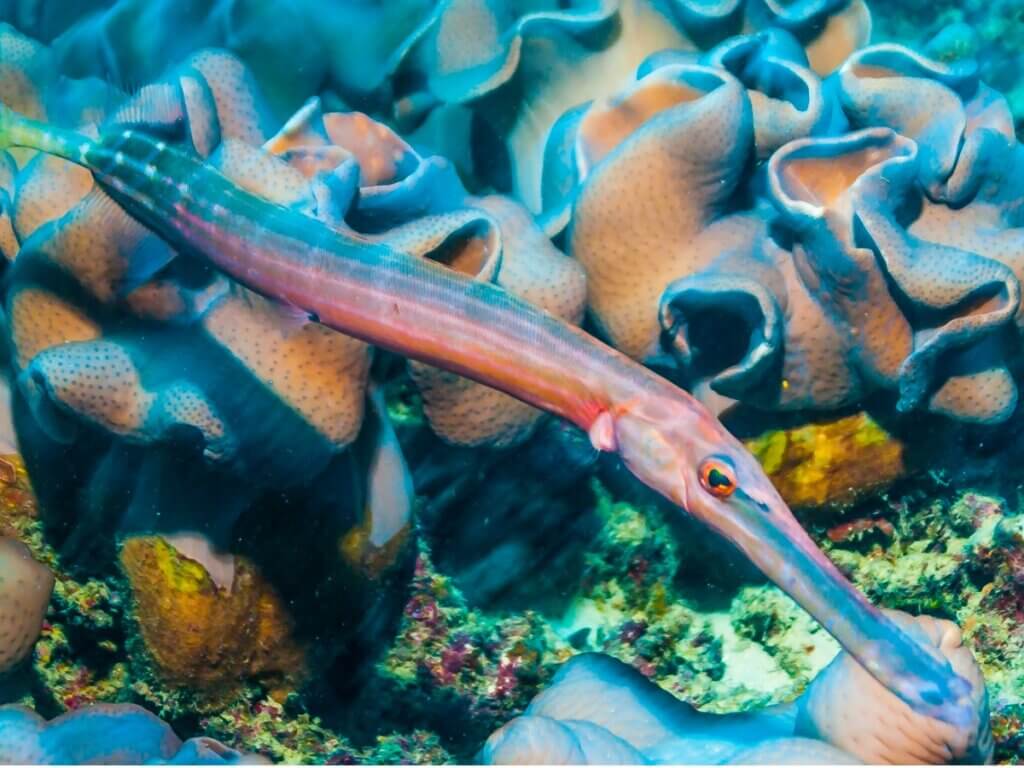 Poisson-trompette : habitat et caractéristiques