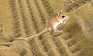Rat-kangourou : habitat et caractéristiques