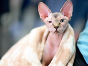 Comment donner un bain à un sphynx ou un chat sans poils ?