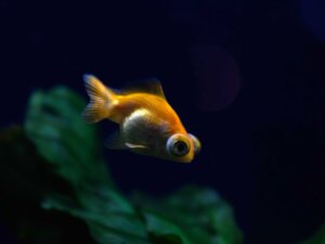 Exophtalmie chez les poissons : tout ce qu'il faut savoir