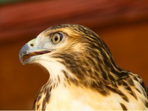 Aigle de Bonelli : habitat et caractéristiques