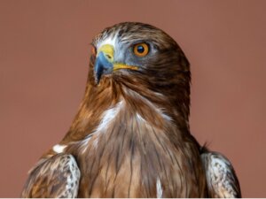 Aigle botté : habitat et caractéristiques