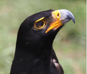 Aigle noir : habitat et caractéristiques