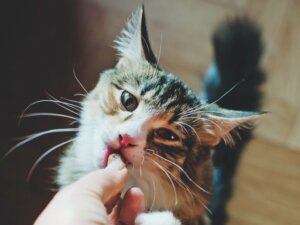 8 clés sur l'alimentation du chat selon son âge