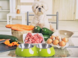 Les aliments crus pour animaux de compagnie ne sont pas plus sains, selon les experts