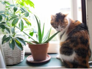 Aloe vera pour chats : utilisations et bienfaits