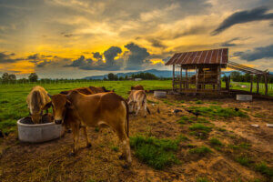 Les animaux qui vivent à la campagne