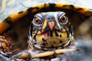 7 animaux avec une carapace