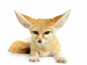 Pourquoi vous ne devriez pas garder des animaux sauvages comme animaux de compagnie