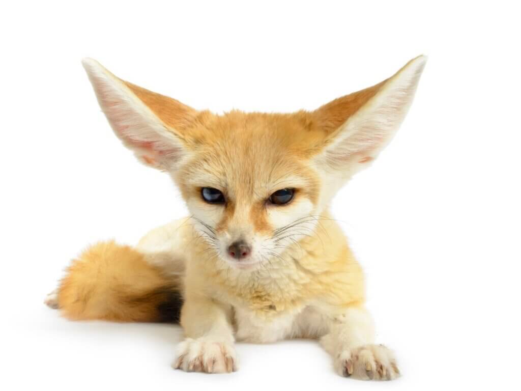 Pourquoi vous ne devriez pas garder des animaux sauvages comme animaux de compagnie