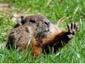 7 animaux qui vivent dans des terriers