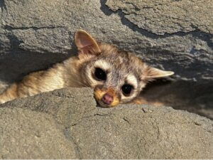 Bassaris rusé : habitat, caractéristiques et soins
