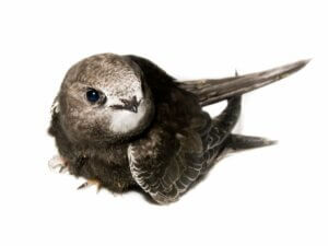 Bébé martinet : soins et alimentation