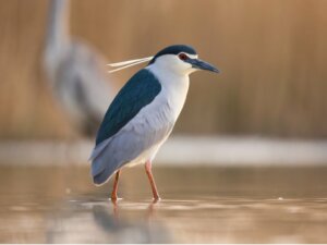 Bihoreau gris : habitat et caractéristiques
