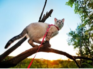 5 conseils pour promener votre chat