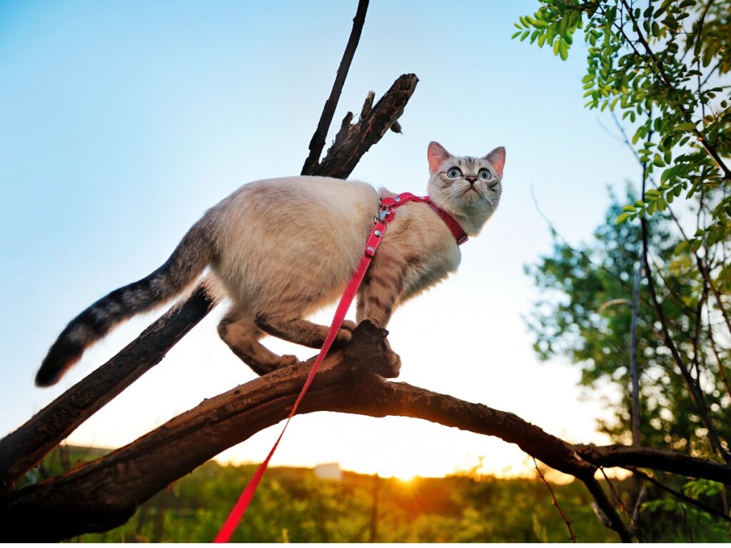 5 conseils pour promener votre chat