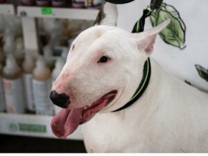 Comment prendre soin du bull terrier ?