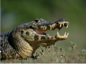 Caïman à lunettes : habitat et caractéristiques