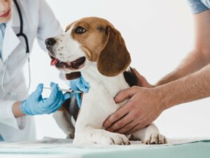 Catosal pour chiens et chats : posologie et effets secondaires
