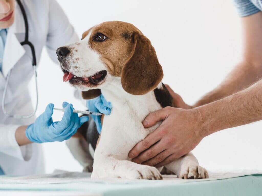 Catosal pour chiens et chats : posologie et effets secondaires