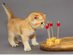 Les chats peuvent-ils manger du fromage ?
