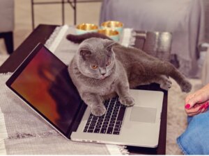 Pourquoi mon chat est-il attiré par l'ordinateur ?