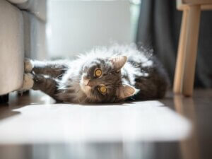 Pourquoi les chats aiment-ils le soleil ?