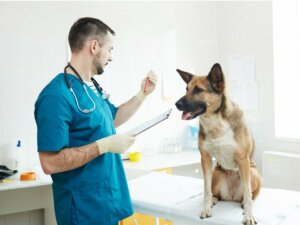Prendre soin d'un chien anémique