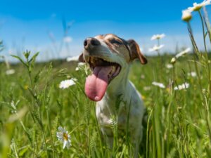 Mon chien halète beaucoup : pourquoi et que faire ?