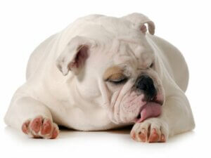 Mon chien se lèche les pattes : qu'est-ce qui ne va pas chez lui ?